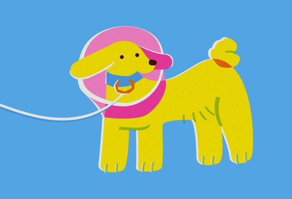 Pet Cancer: What Happens After Diagnosis