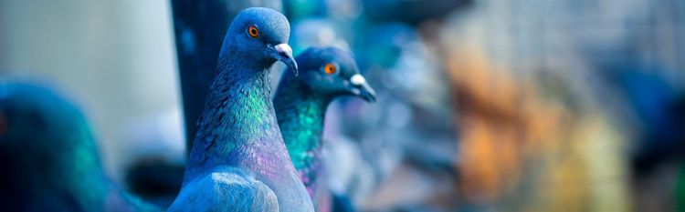 A pair of iridescent-winged pigeons in front of a blurred metropolitan scene.