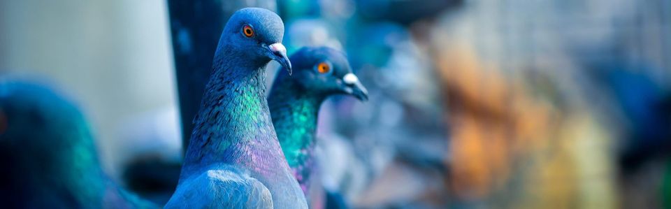 A pair of iridescent-winged pigeons in front of a blurred metropolitan scene.