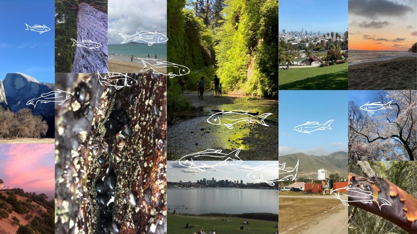 "I Still Wouldn't Mind Being A Fish"