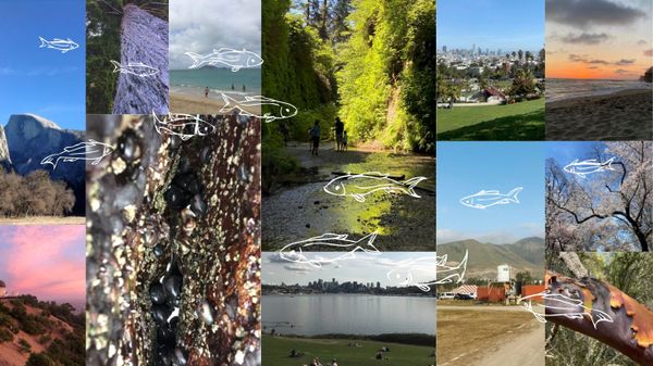 "I Still Wouldn't Mind Being A Fish"