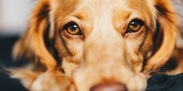 My Dog Follows Me To The Bathroom