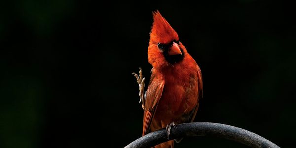 whistle, whistle, little birdy