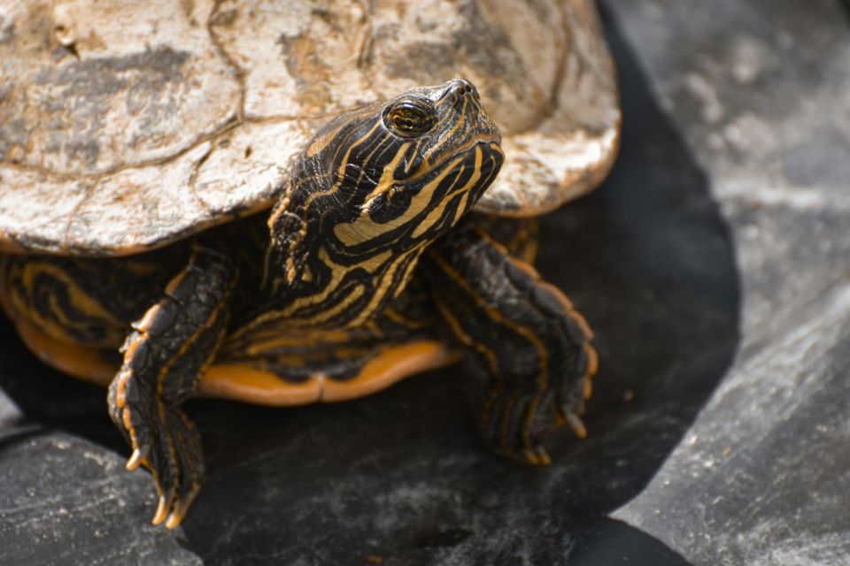 DC's eateries were defined by how good their turtle soup was.