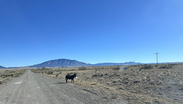 Trade Alert: Raising Serious Cash Here As The Market Avarice And Theme Stocks Go Vertical