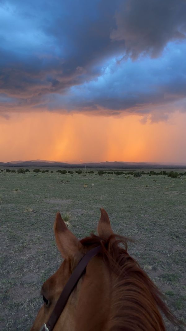 Commoditized Markets, Bitcoin Treasury Companies, Meme Stocks (Again...!), And Much More