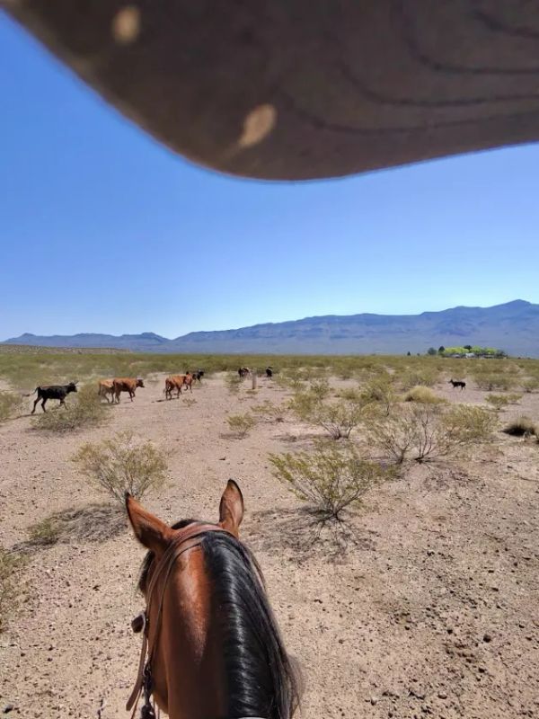 Hedging Ideas, CRWV Earnings, ASTS, ETH, And Much More