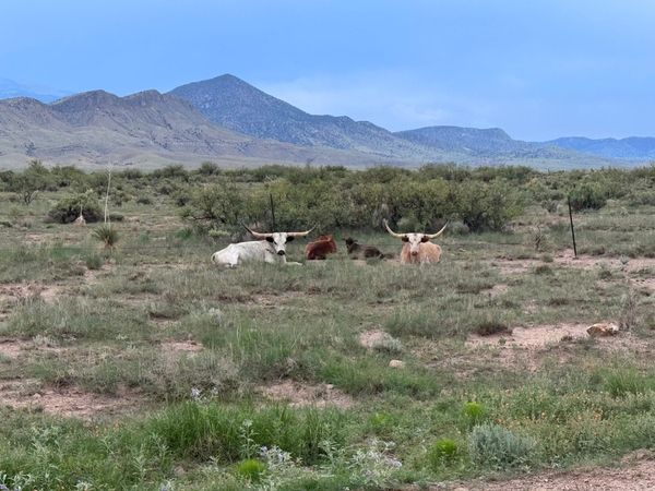 Doing Some Trimming, Google, Latest Hedges, Etc
