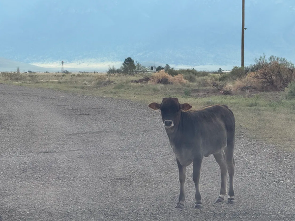 Google ATHs, Software vs Semis, Macrohard, And Much More