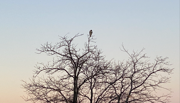 My Market Prediction, Kickers for Tesla, Trimming some U, A Stalking Hawk And More