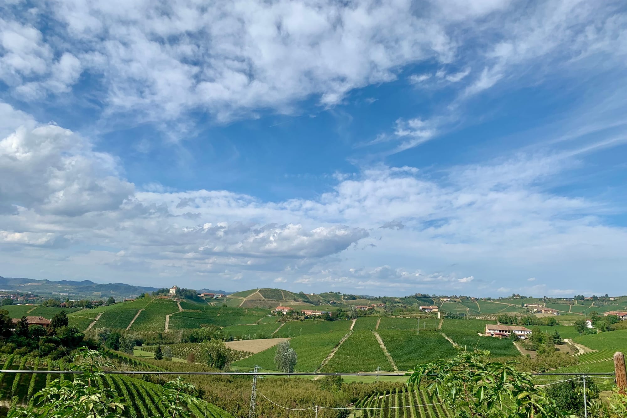 Barolo vineyards in late summer.