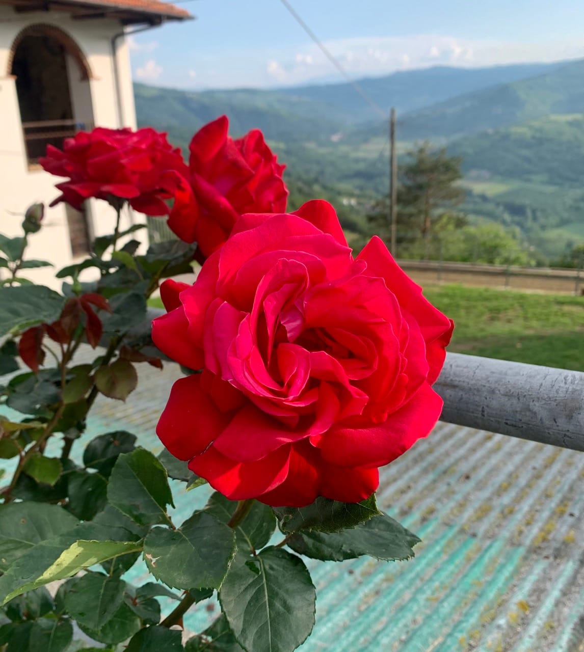 Spring roses in Alta Langa.