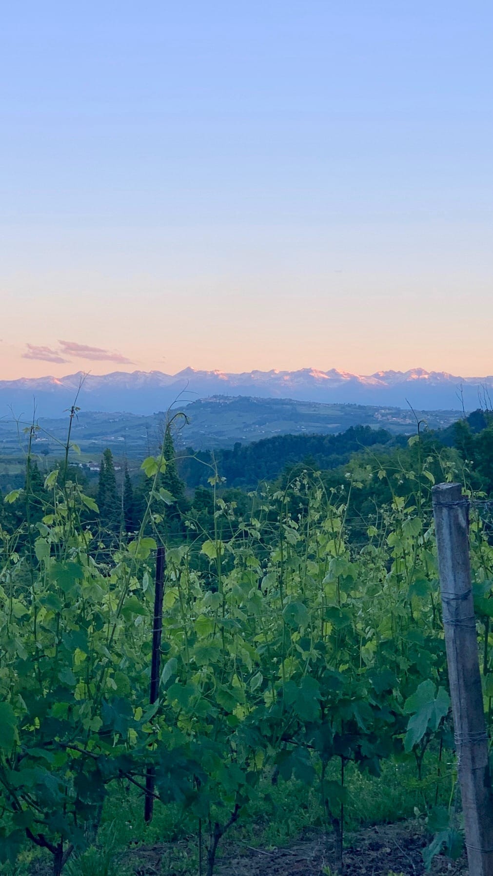 Vineyard with views of hills and the Alps in the background.