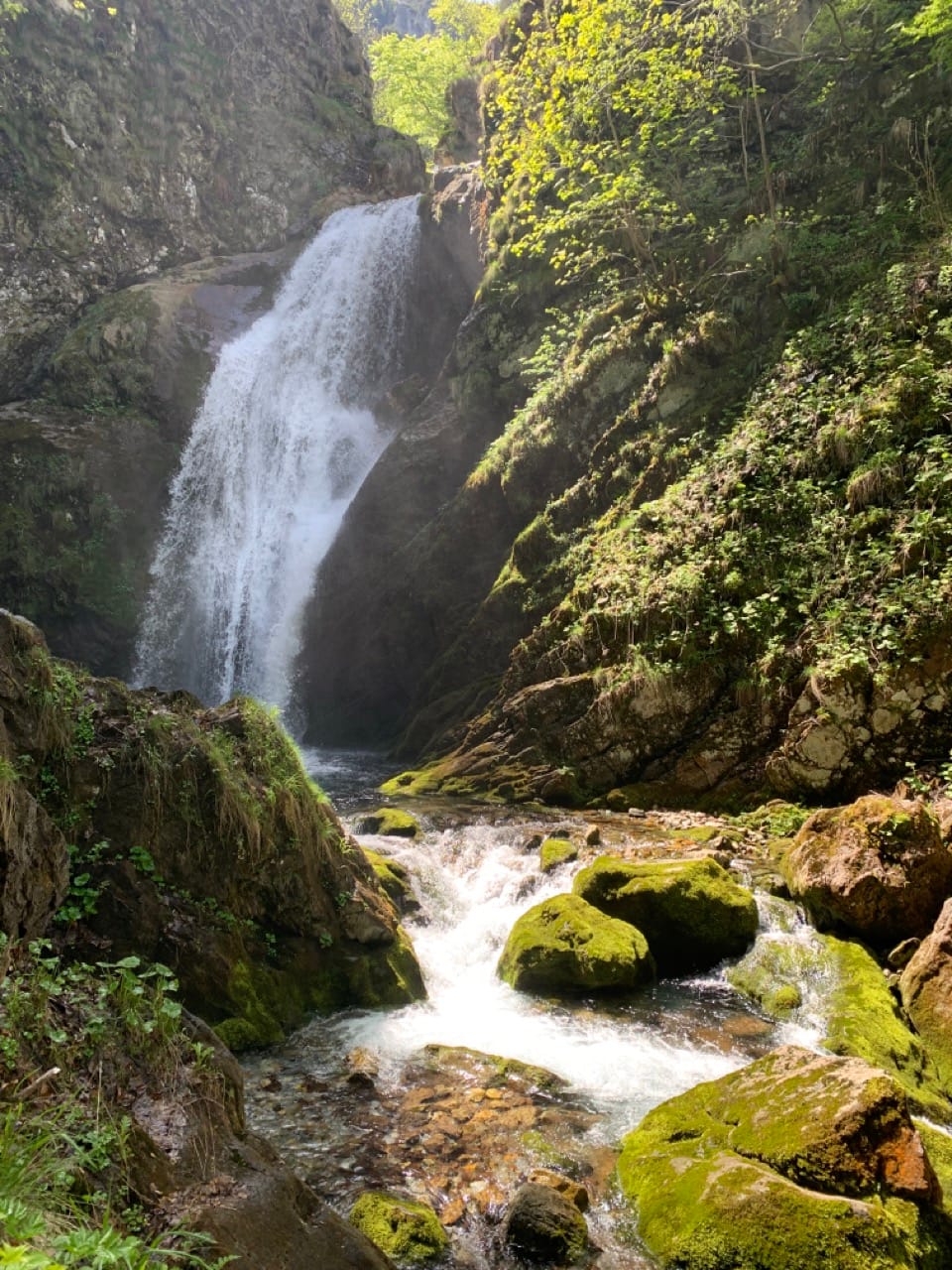 A waterfall in a forest.