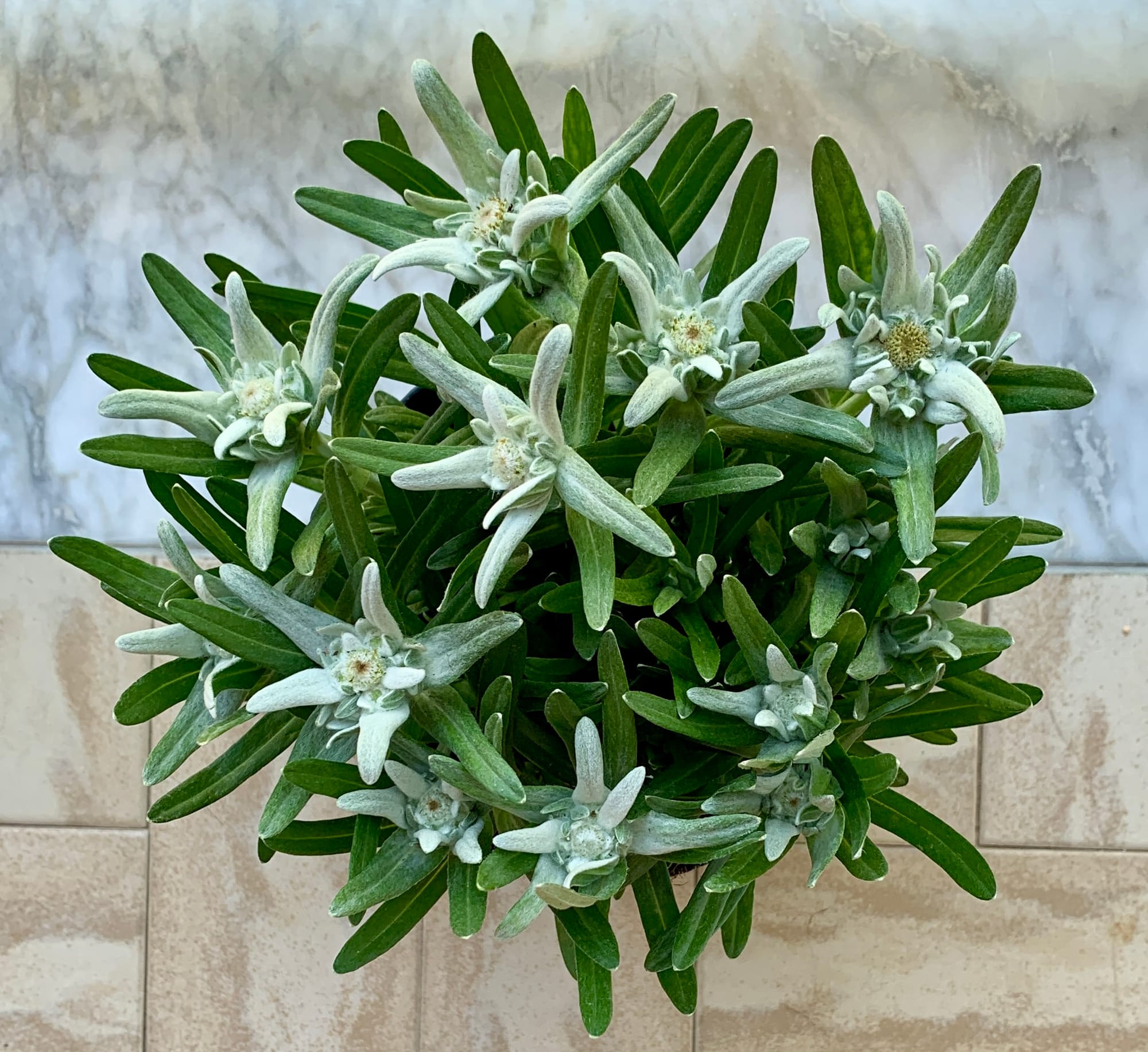 An Edelweiss flower photographed from above.