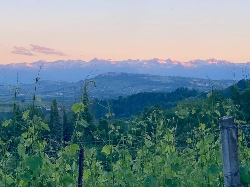 Grape vines with fresh green shoots with hills and snow-topped mountains in the background