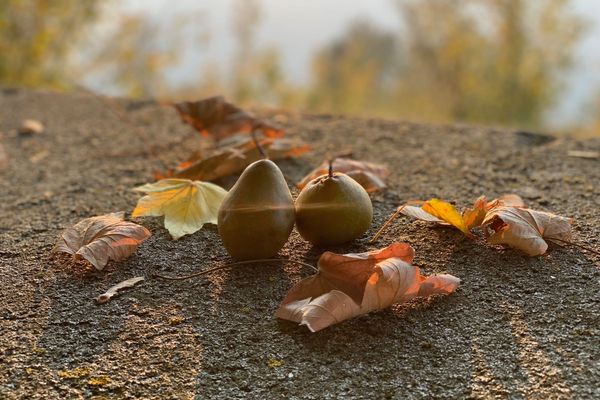 Local madernassa pears in Piedmont in October.
