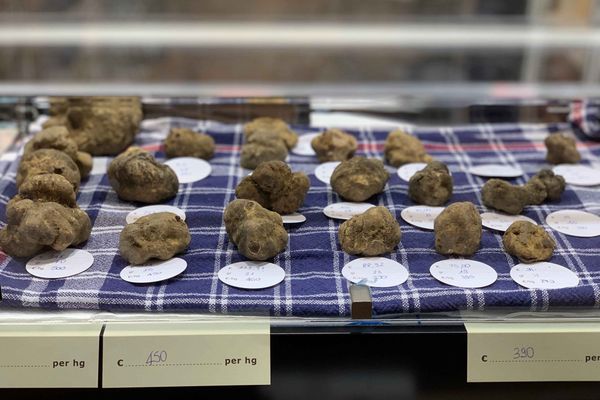 White truffles on sale at the Alba Truffle Fair 2025.