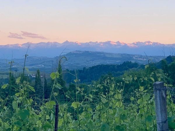 Grape vines with fresh green shoots with hills and snow-topped mountains in the background