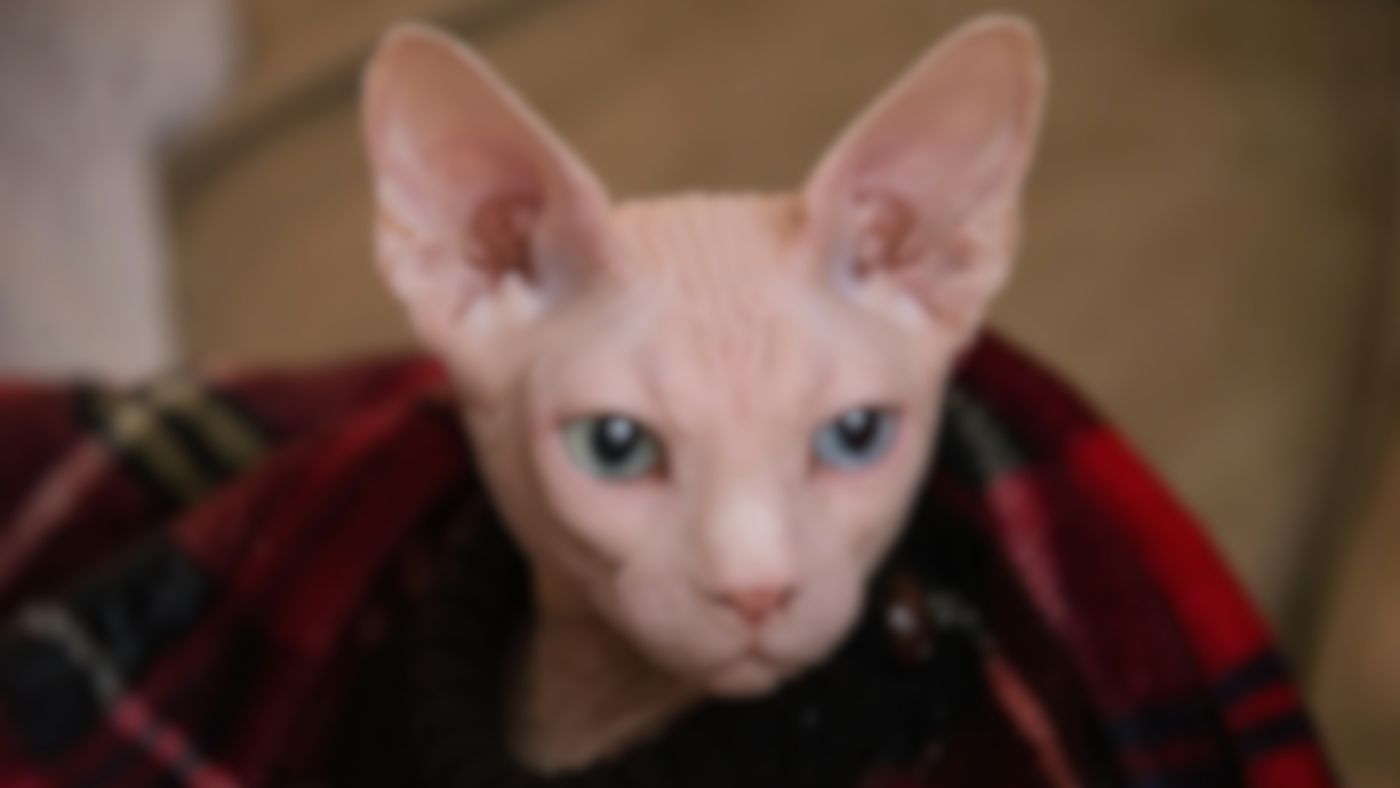 Twitter alt text helps clarify what's in the image.