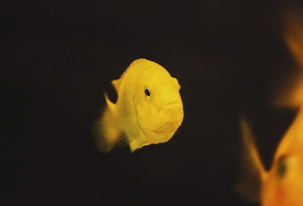 Short attention span: Effects of social media