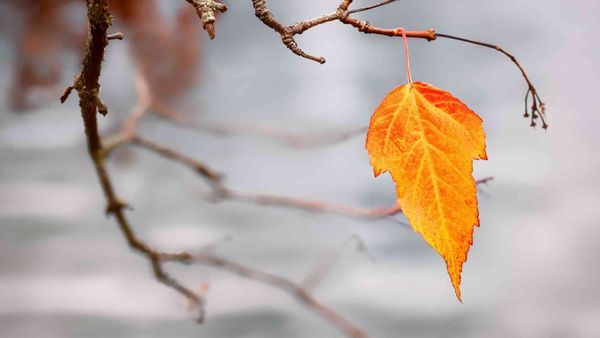 A way to solve Twitter delete issue for old "leftover" retweets and Twitter likes