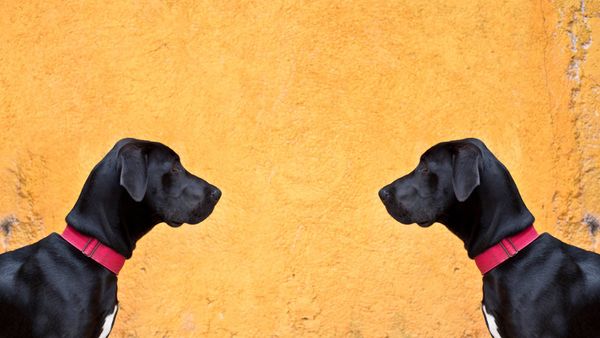 How often should we post duplicate content on social media?