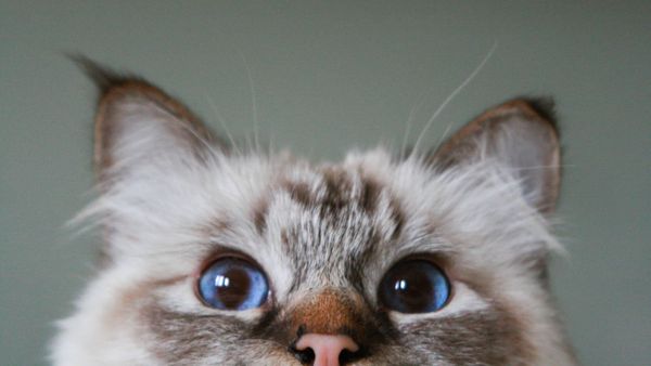 Can you see someone's Twitter (X) Bookmarks?