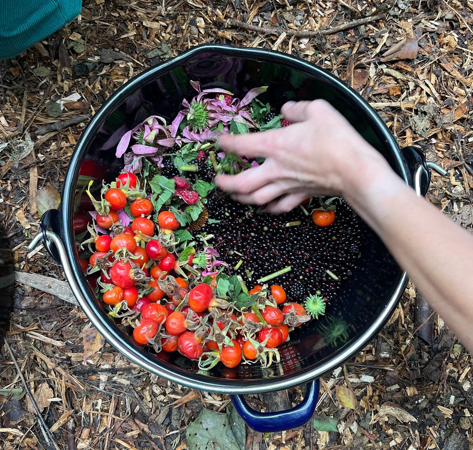 The colours! (Black elderberries, lilac echinachia petals and red rosehip berries in a large steel pan)