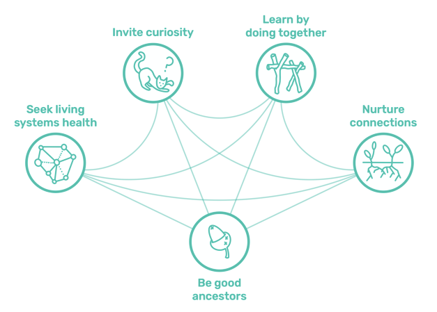 Illustration by CoLab Dudley team member Holly of the interconnected CoLab Dudley Principles developed and practiced as part of our Principles-Focused Evaluation. Principles are: Invite Curiosity. Leanr by doing together. Nurture Connections. Be good ancestors. Seek living system health.
