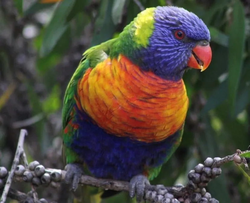 Take Flight with the 2025 Aussie Bird Count