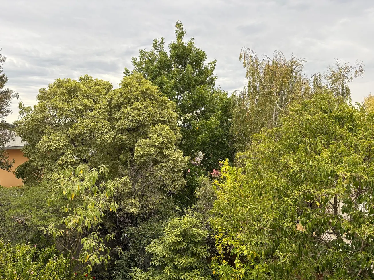 我们热爱树木——但我们真的了解相关规定吗？