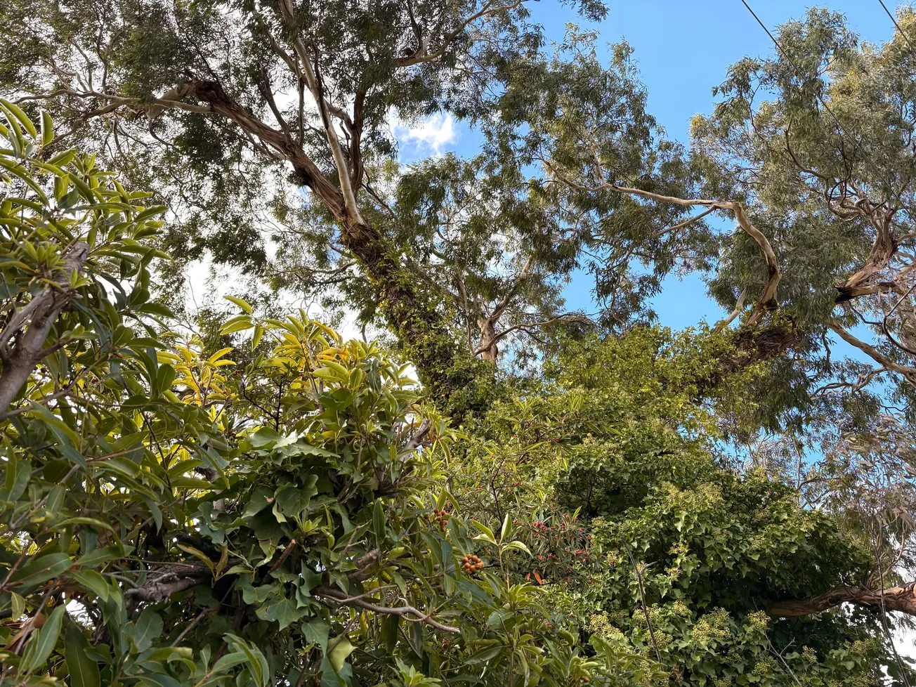 Why mature trees with large canopies are important for Manningham’s air quality