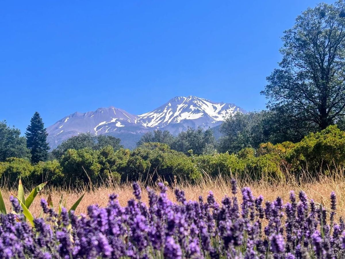 About the Mount Shasta Observer