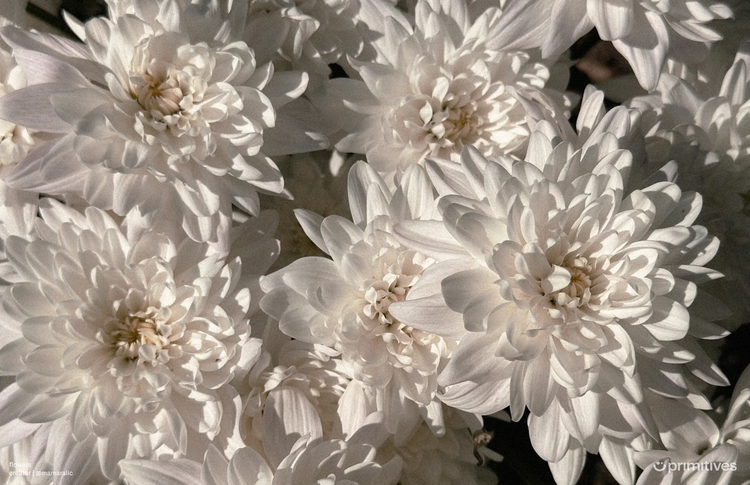 10 (black & white) gems to collect this week