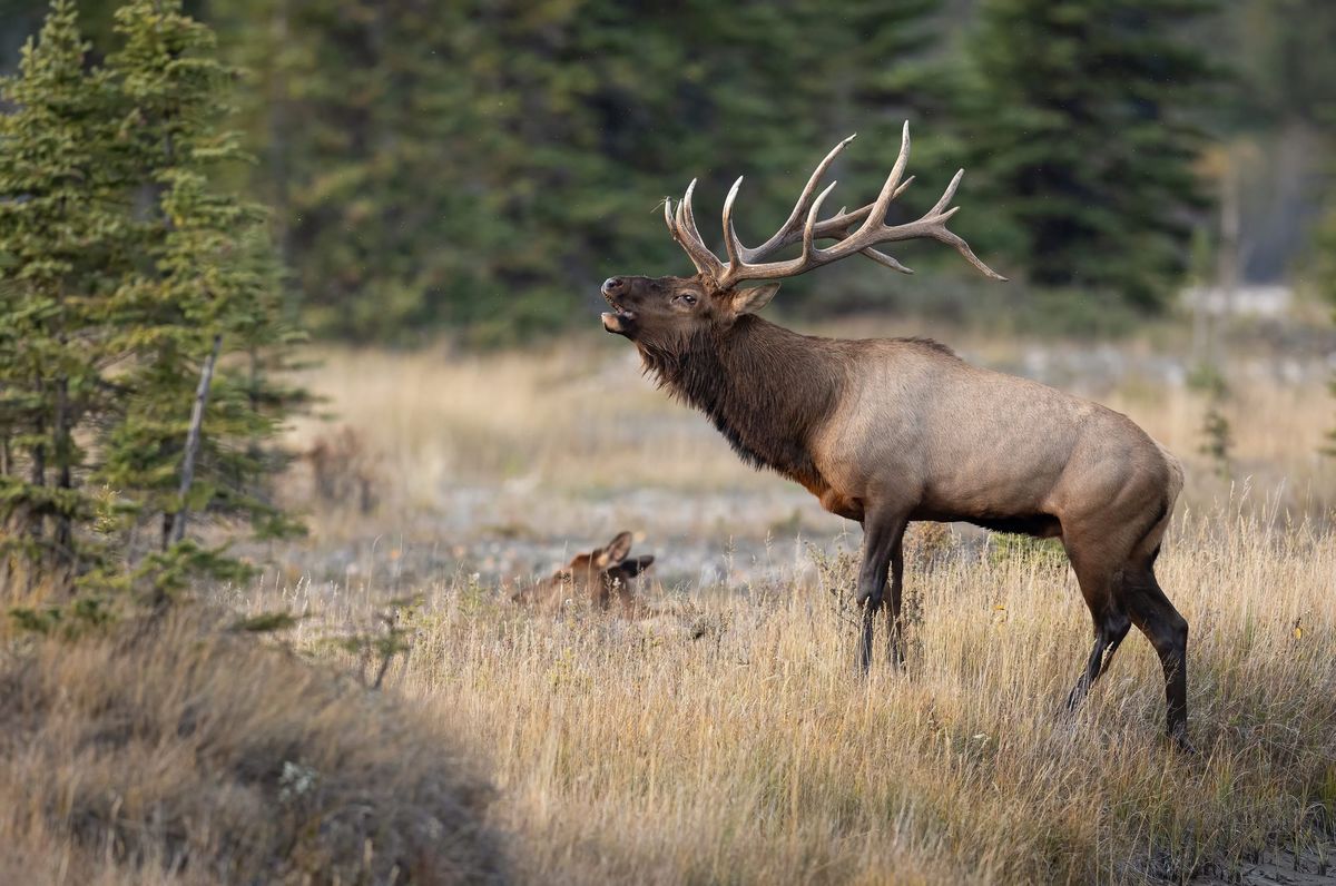 Evicted West Marin Ranchers Fed to Tule Elk