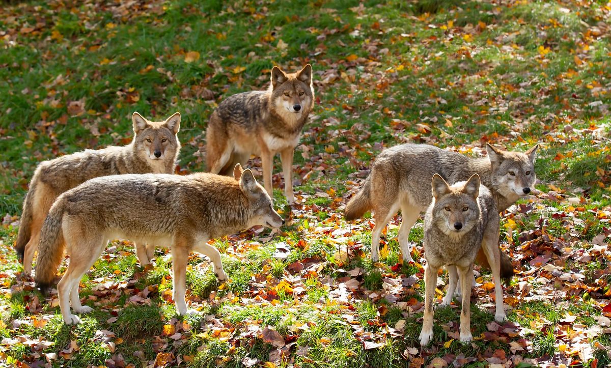 Thriving: Marin’s Wildlife Population Upgraded to “Annoying” Status