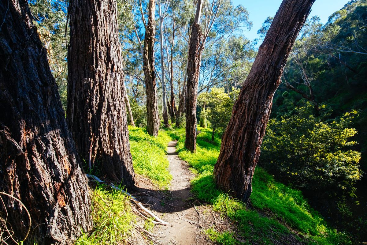 Marin Literally: Marin to Get Dedicated Hiking Area