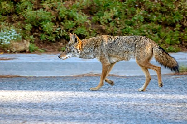 Success of Pet Abatement Program in Belvedere Spurs Calls for National Coyote Rollout