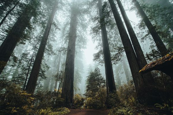 Mill Valley Cited for Excessive Leafiness