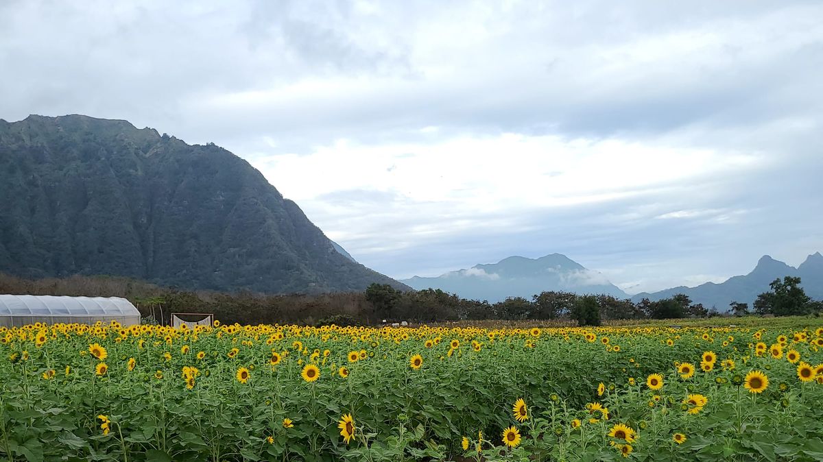 Pali in Waimanalo, Hawaii, with a sunflower field in the foreground.