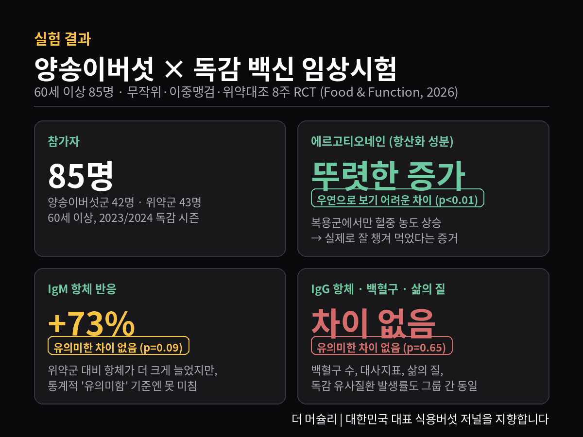 60세 이상 85명 대상 양송이버섯과 독감 백신 임상시험 실험결과 인포그래픽. 에르고티오네인 뚜렷한 증가(p<0.01), IgM 항체 73% 증가하나 유의미한 차이 없음(p=0.09), IgG 항체·백혈구·삶의 질은 그룹 간 차이 없음(p=0.65)