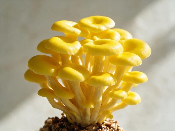 밝은 노란빛의 노랑느타리버섯(골든오이스터, Pleurotus citrinopileatus) 군집을 부드러운 햇빛 아래 클로즈업으로 촬영한 사진, 비타민D 연구 관련 기사 대표 이미지