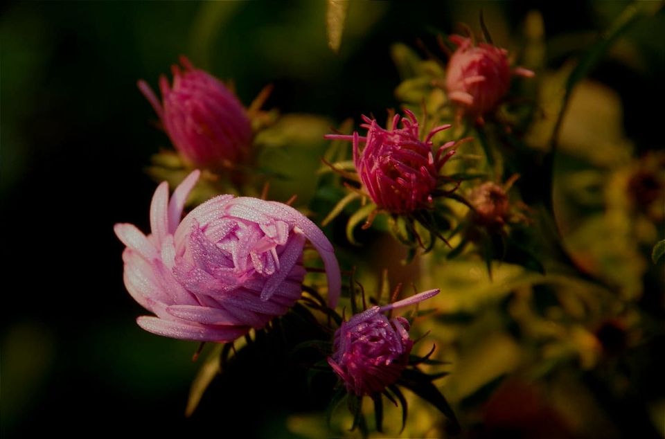 Introducing Publication: The Golden Heart of Dirt and Viscera