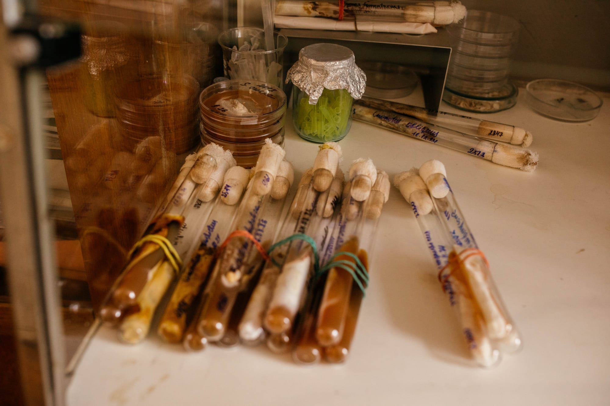 Bundles of test tubes containing fungal samples are tied together with rubber bands in a laboratory.