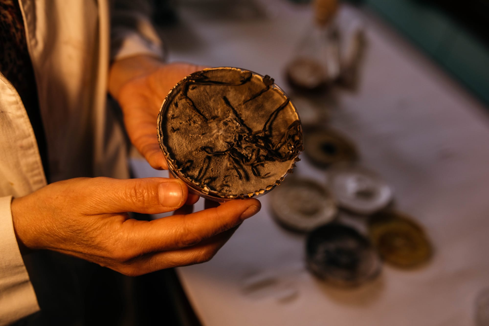 A close-up shot of microbiologist Margarita Lomberg holding a mycelium culture as light falls directly on the sample.