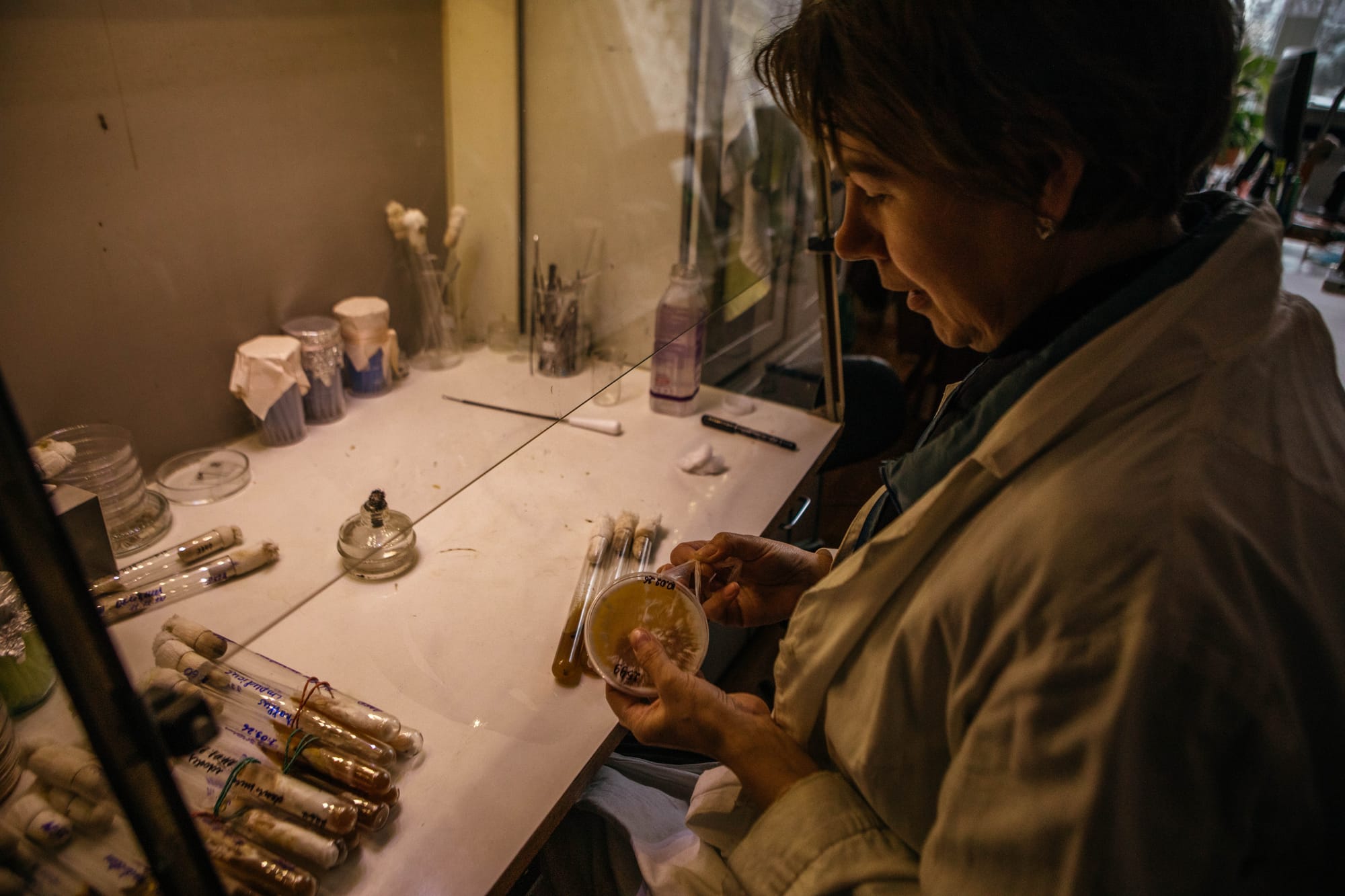 A white woman in a lab coat unseals a Petri dish at a fume cupboard.