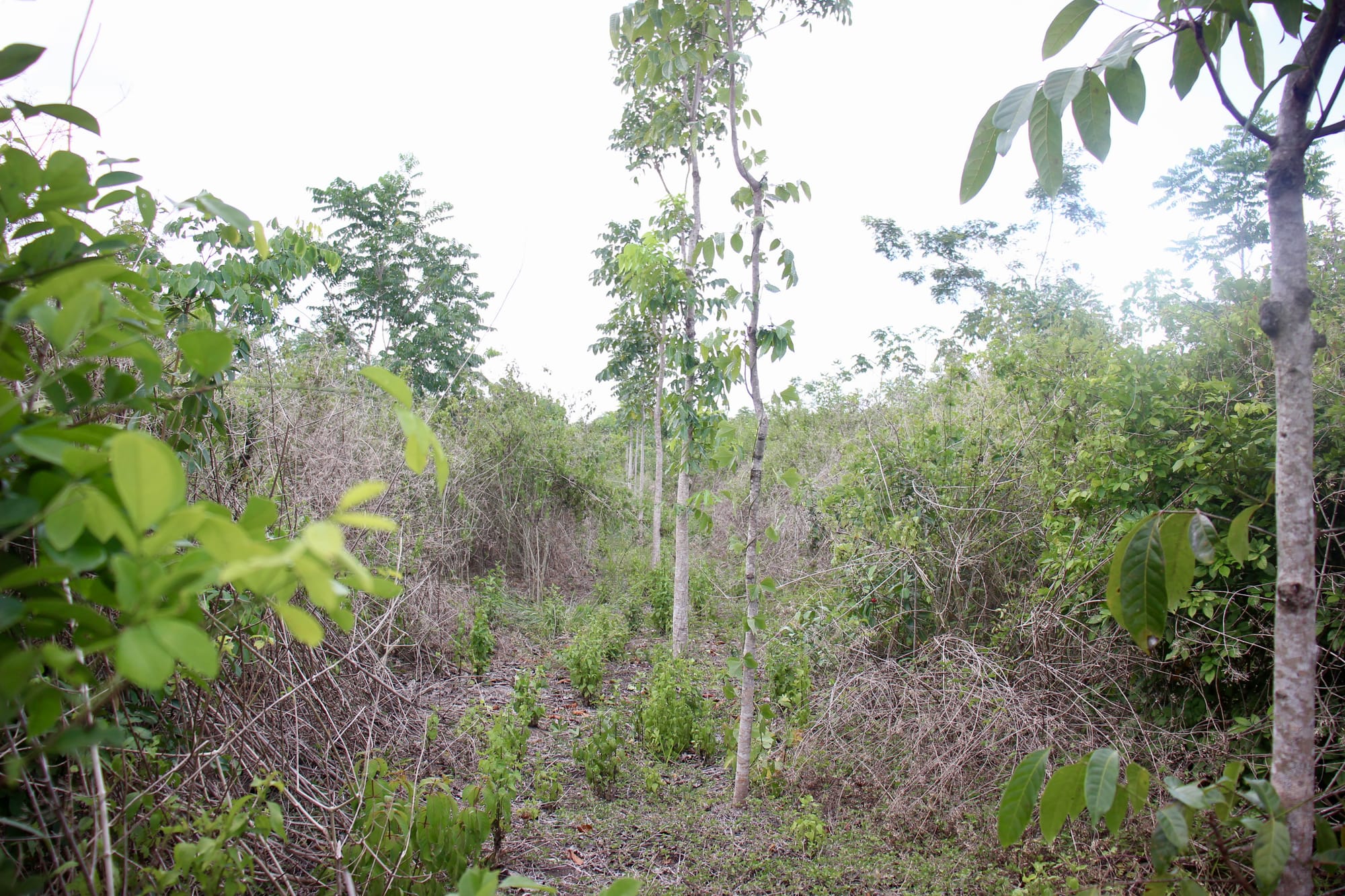 Saplings meant for timber are seen under a clear sky in the reserve.