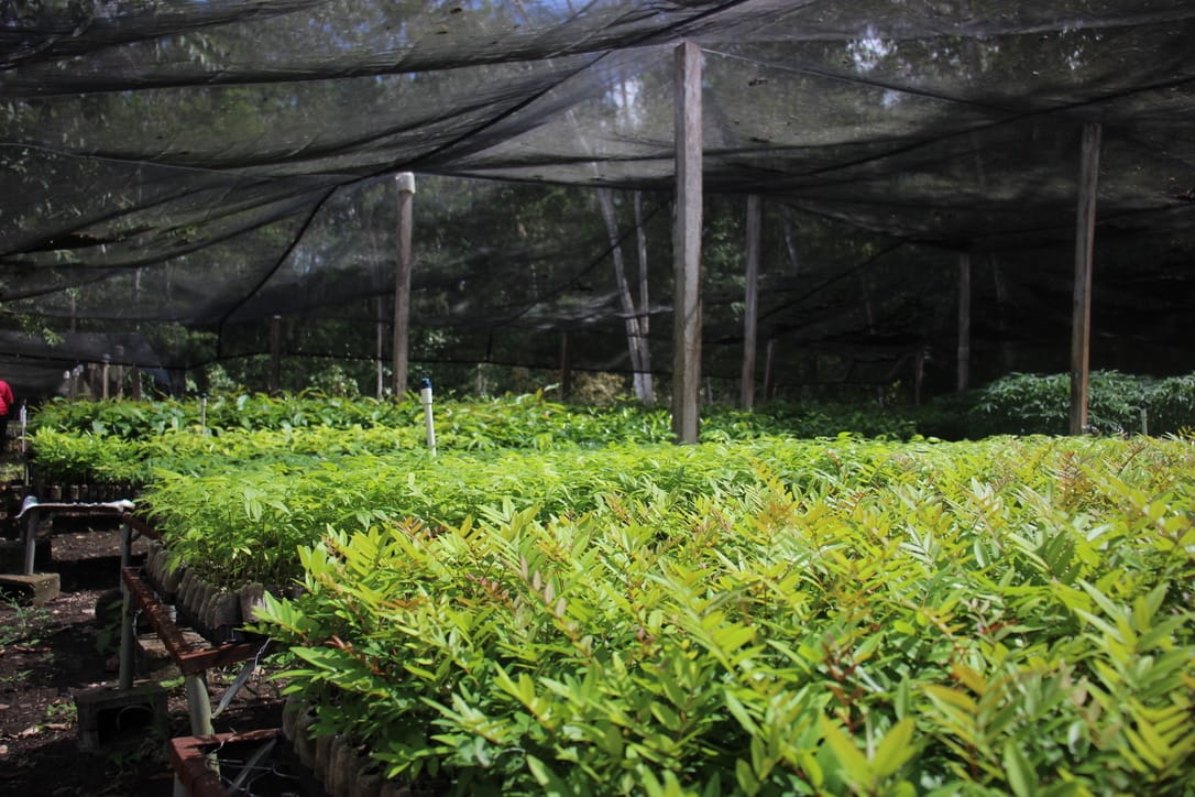 Rows of light green seedlings grow beneath a sheet-covered structure at a nursery