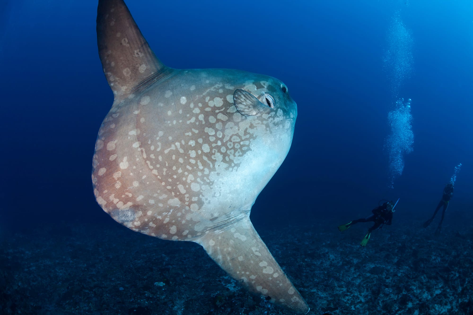 A mola mola swims through the blue waters of the sea. Two divers are seen exploring the underwater environment.